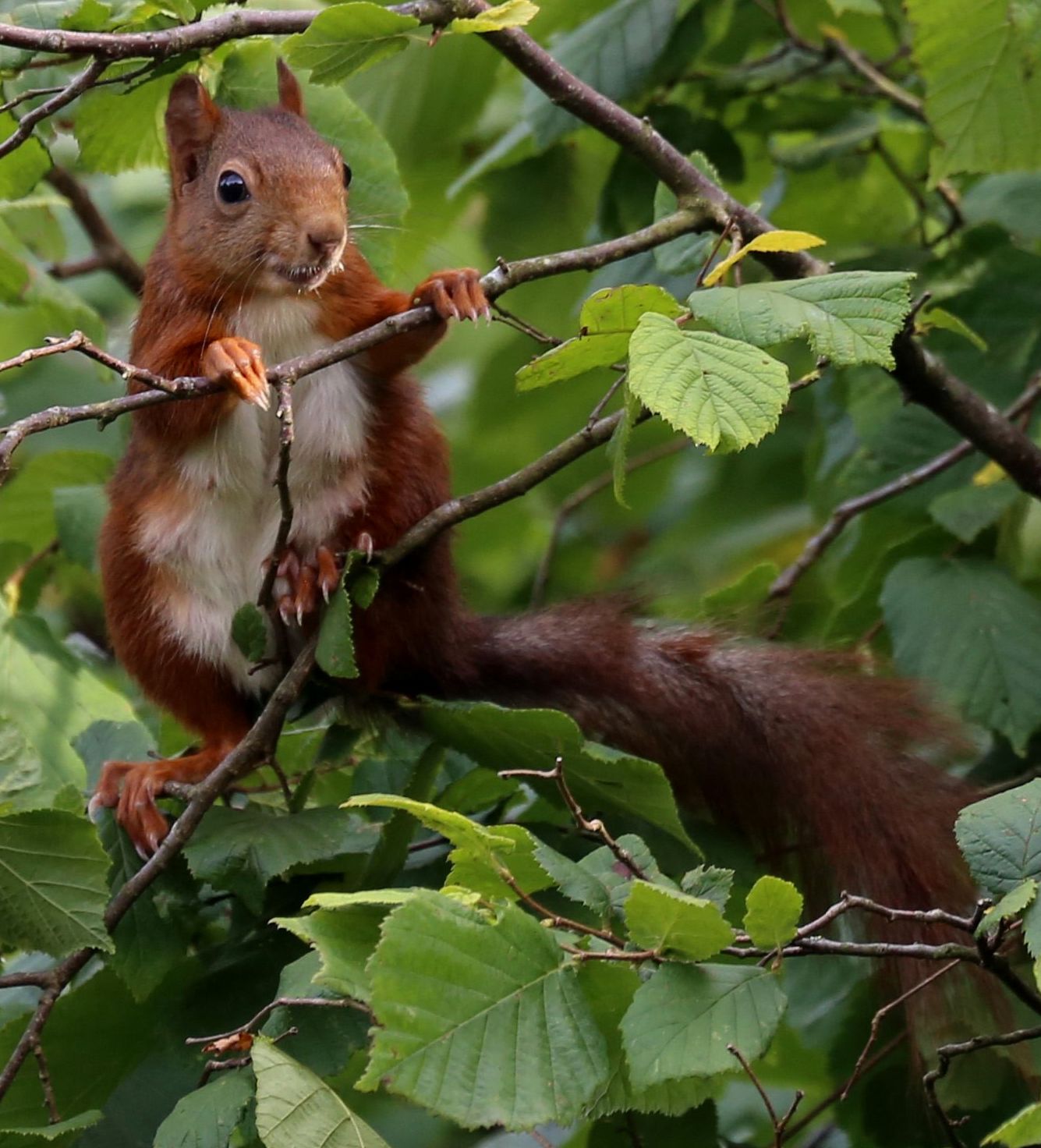 Eichhörnchen in einem Haselstrauch